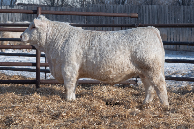 bull